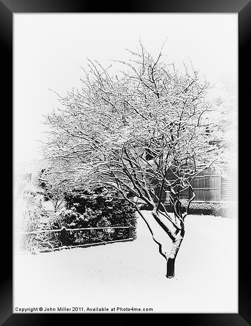 Cherry Tree in winter Framed Print by John Miller