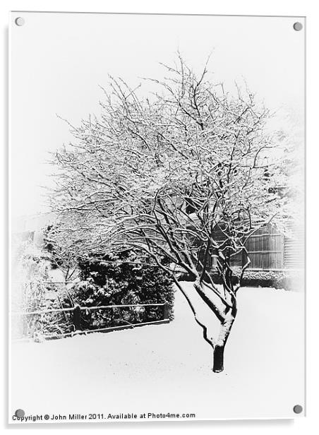 Cherry Tree in winter Acrylic by John Miller