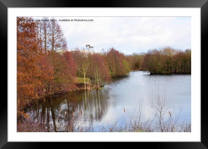 Alderford lake Framed Mounted Print by sue davies