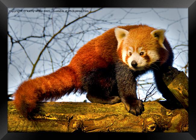 Red Panda,Red Panda  bear, Panda bear Framed Print by kathy white