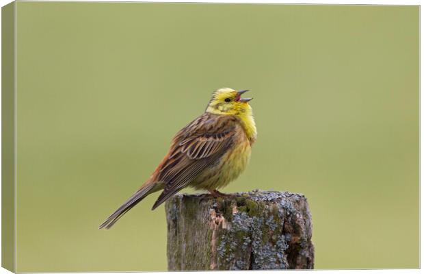 Yellowhammer Singing in Spring Canvas Print by Arterra 