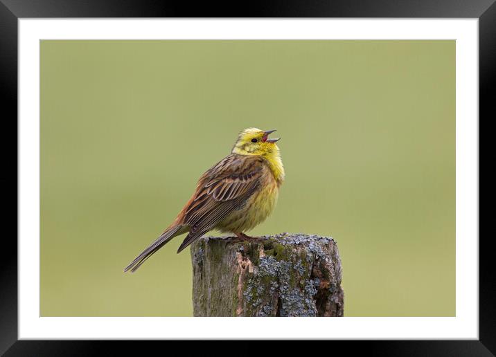 Yellowhammer Singing in Spring Framed Mounted Print by Arterra 