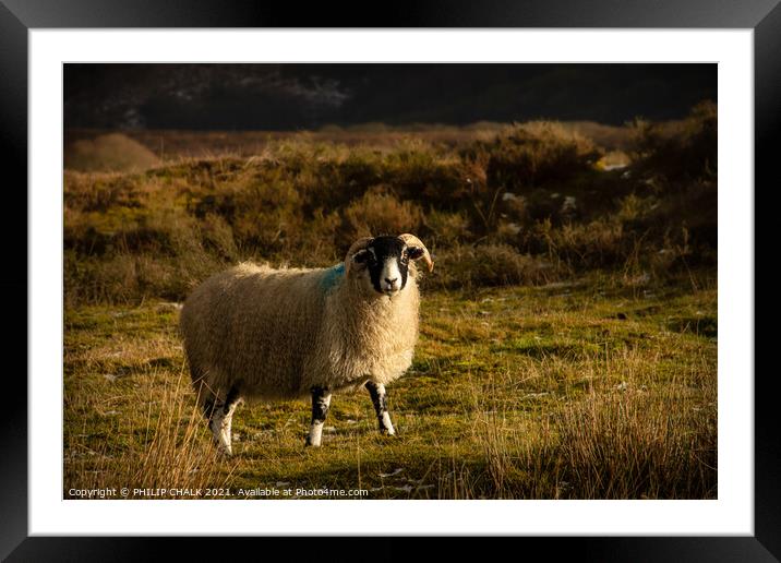 Sheep on the Yorkshire moors  Framed Mounted Print by PHILIP CHALK