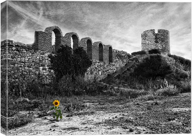Life in the ruins Canvas Print by Paul Piciu-Horvat