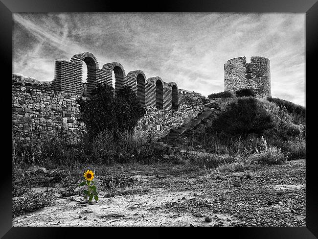 Life in the ruins Framed Print by Paul Piciu-Horvat