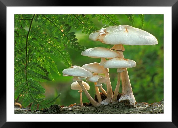 Porcelain Fungus and Fern in Woodland Framed Mounted Print by Arterra 