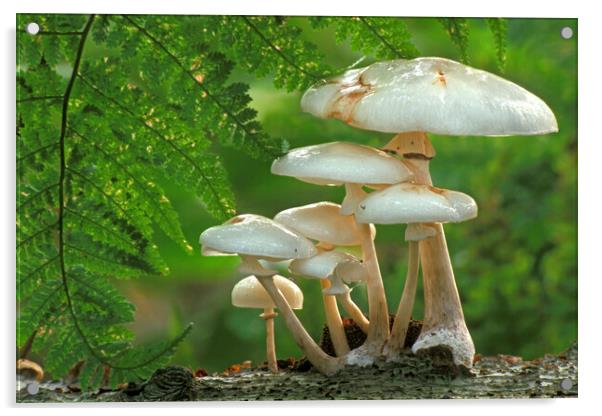 Porcelain Fungus and Fern in Woodland Acrylic by Arterra 