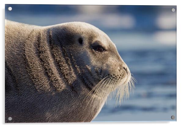 Bearded Seal in Svalbard Acrylic by Arterra 