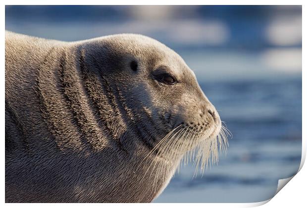 Bearded Seal in Svalbard Print by Arterra 