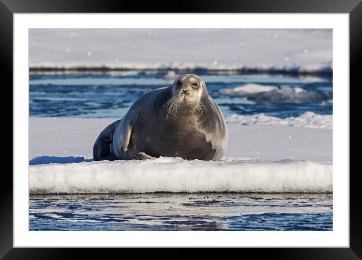 Bearded Seal on Ice Floe, Svalbard Framed Mounted Print by Arterra 