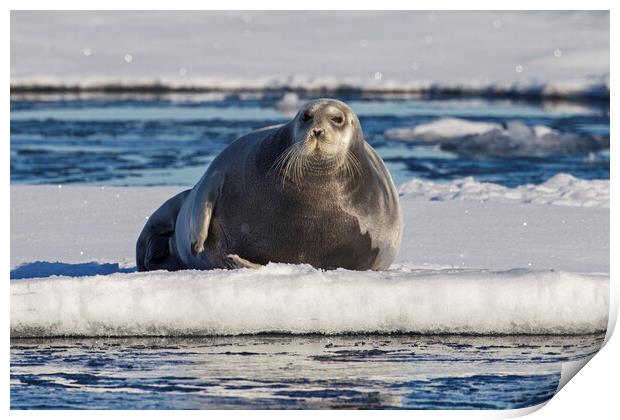 Bearded Seal on Ice Floe, Svalbard Print by Arterra 