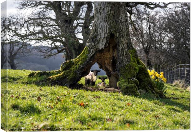 Spring Lambs Canvas Print by Chris North