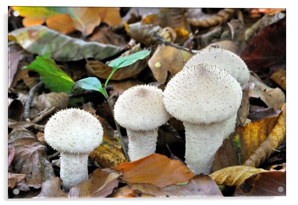 Common Puffballs in Autumn Woodland Acrylic by Arterra 