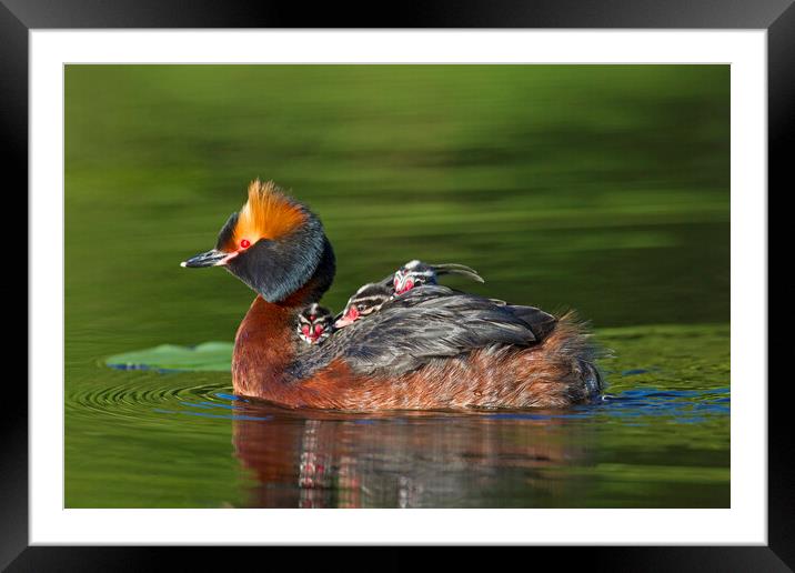 Horned Grebe Swimming with Chicks Framed Mounted Print by Arterra 
