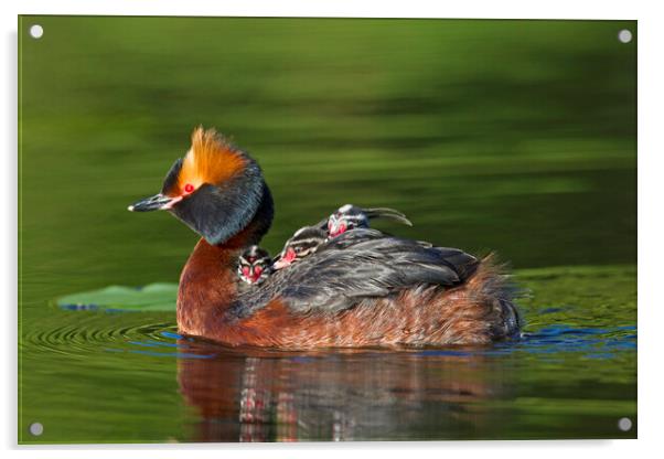 Horned Grebe Swimming with Chicks Acrylic by Arterra 