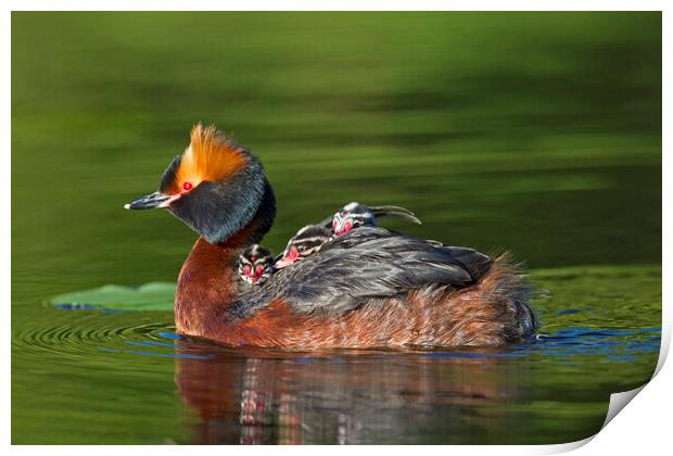 Horned Grebe Swimming with Chicks Print by Arterra 