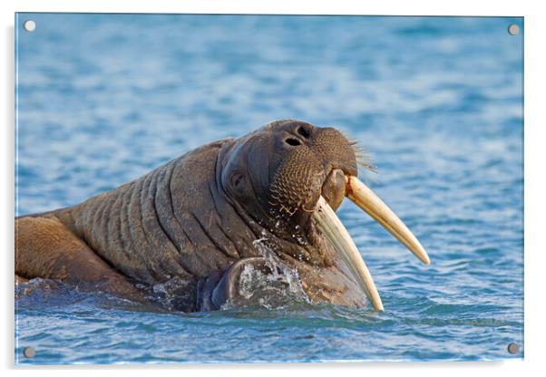 Walrus Bull in Arctic Ocean Acrylic by Arterra 