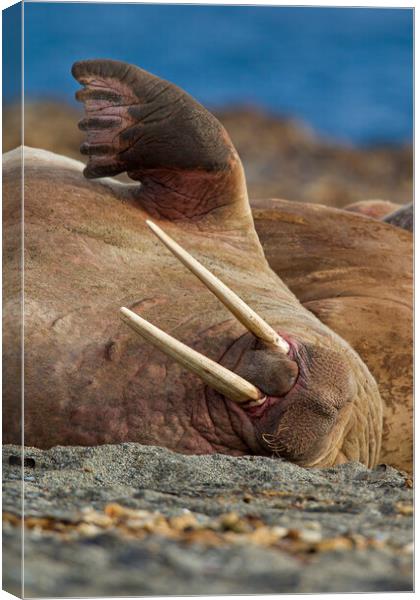Sleepy Walrus in Svalbard Canvas Print by Arterra 