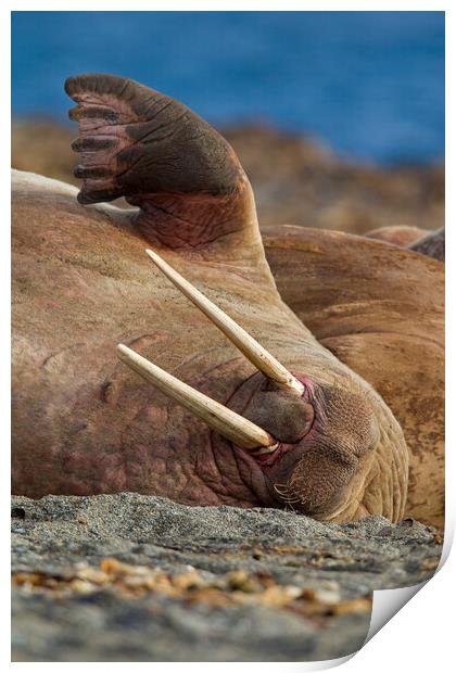 Sleepy Walrus in Svalbard Print by Arterra 