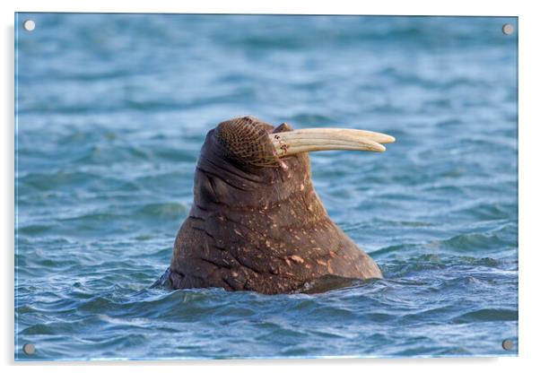 Walrus Swimming in Arctic Sea, Svalbard Acrylic by Arterra 