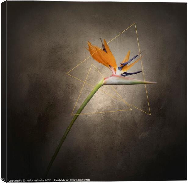 Graceful flower - Strelitzia | vintage style gold  Canvas Print by Melanie Viola