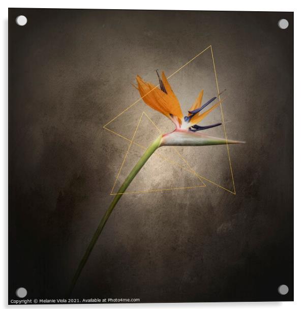 Graceful flower - Strelitzia | vintage style gold  Acrylic by Melanie Viola