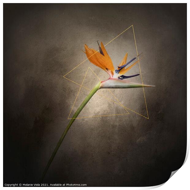 Graceful flower - Strelitzia | vintage style gold  Print by Melanie Viola