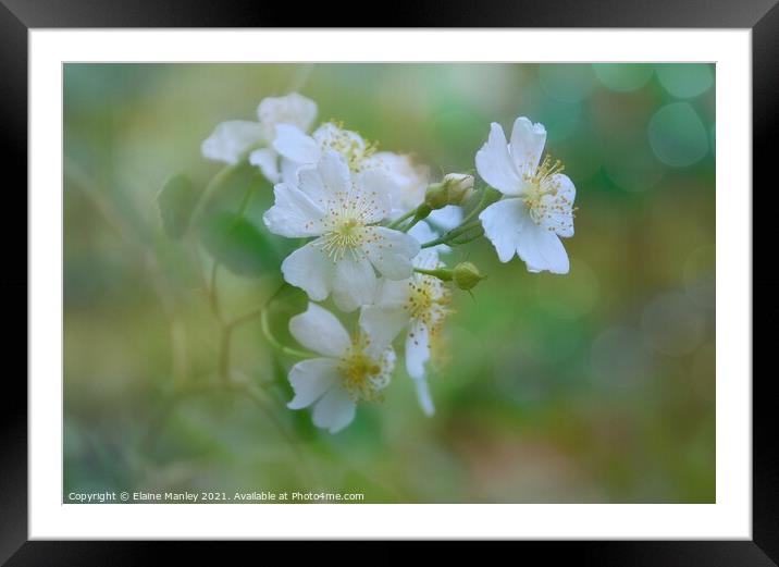Strawberry Blossoms Framed Mounted Print by Elaine Manley