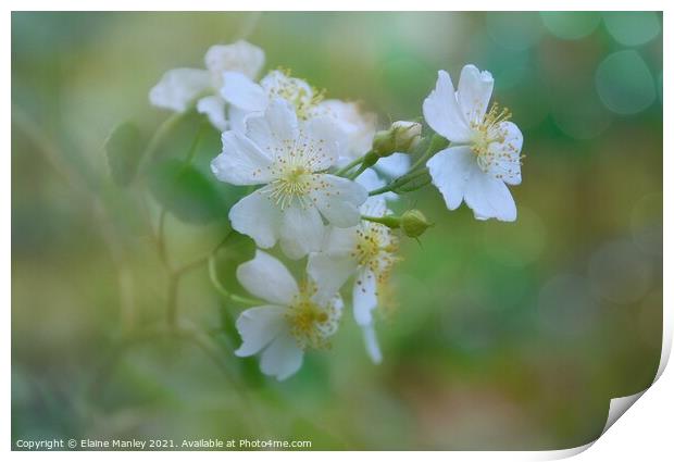 Strawberry Blossoms Print by Elaine Manley