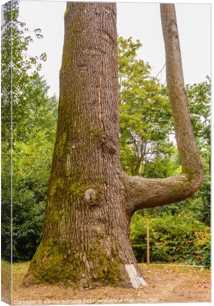 a cedar from the Himalayas called cedrus deodara Canvas Print by daniele mattioda