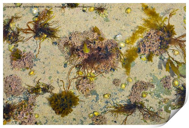 Shapes and colours in a UK rock pool Print by Andrew Kearton