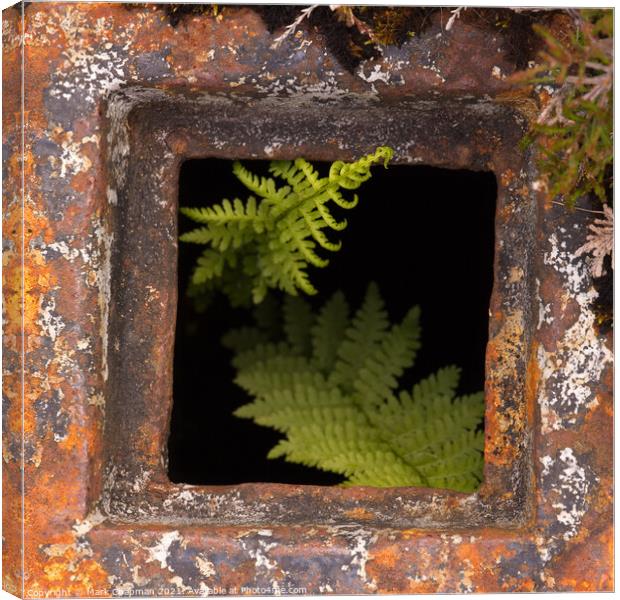 Bracken growing in rusty drain hole Canvas Print by Photimageon UK