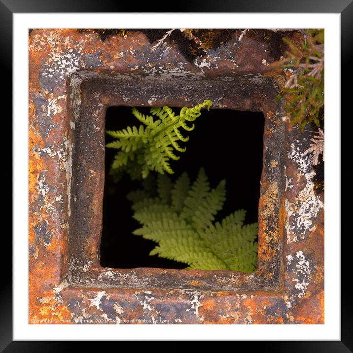 Bracken growing in rusty drain hole Framed Mounted Print by Photimageon UK