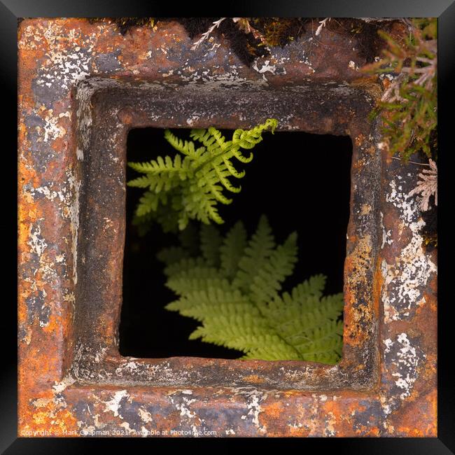 Bracken growing in rusty drain hole Framed Print by Photimageon UK