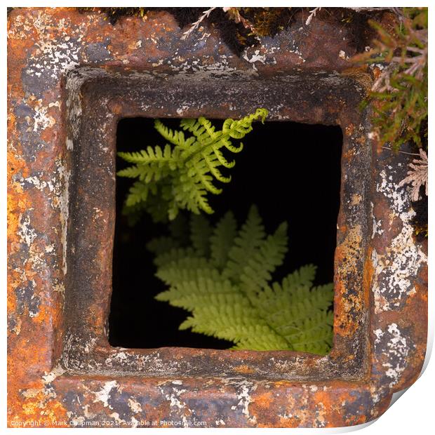 Bracken growing in rusty drain hole Print by Photimageon UK