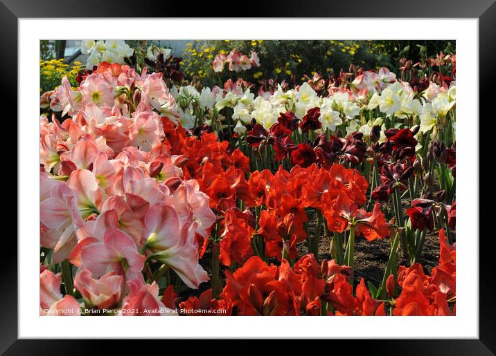 Pink, Red and White Framed Mounted Print by Brian Pierce