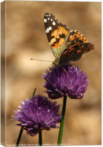 Painted Lady on Chives Canvas Print by Brian Pierce