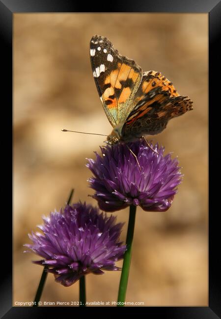 Painted Lady on Chives Framed Print by Brian Pierce