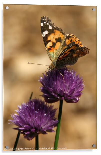 Painted Lady on Chives Acrylic by Brian Pierce