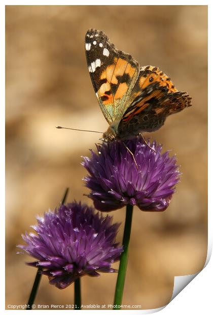 Painted Lady on Chives Print by Brian Pierce