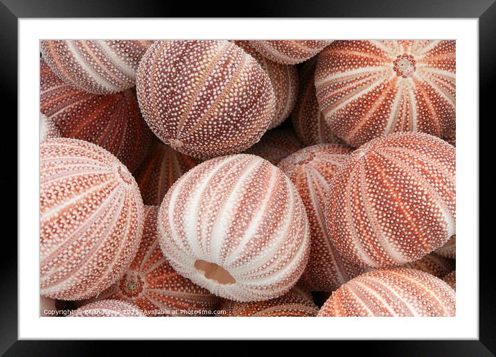 Sea Urchins Framed Mounted Print by Brian Pierce