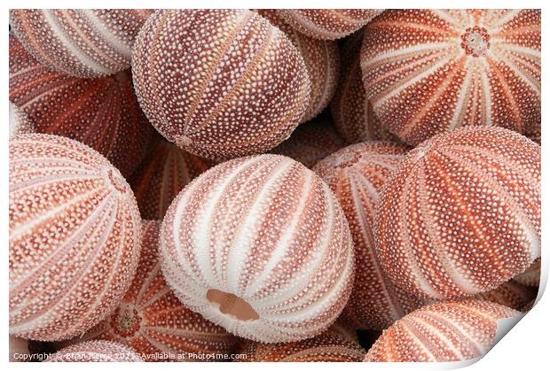 Sea Urchins Print by Brian Pierce
