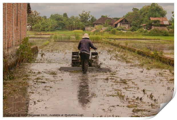 A man plows a village rice field in water on Java Print by Hanif Setiawan