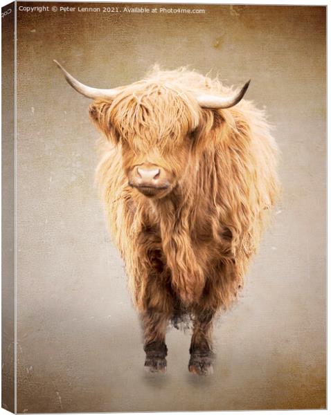 The Highland Cow 1 Canvas Print by Peter Lennon