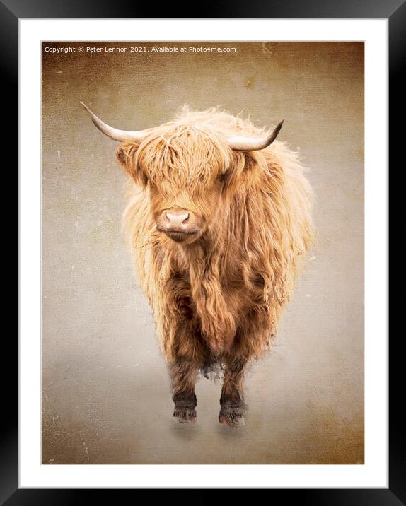 The Highland Cow 1 Framed Mounted Print by Peter Lennon