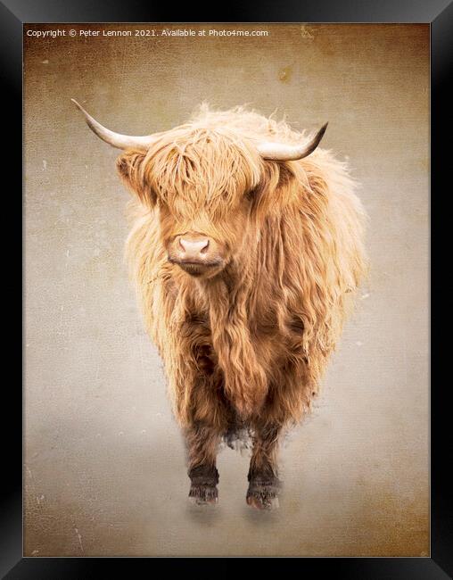 The Highland Cow 1 Framed Print by Peter Lennon
