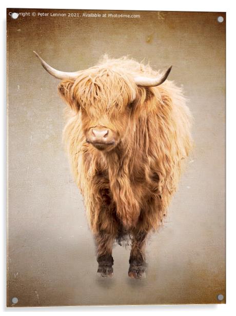 The Highland Cow 1 Acrylic by Peter Lennon
