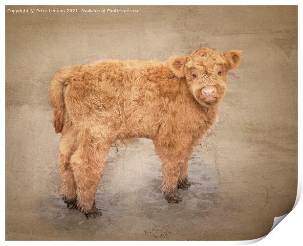 The Highland Calf Print by Peter Lennon