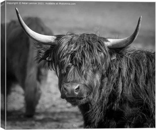Highland Cattle Canvas Print by Peter Lennon