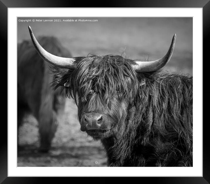 Highland Cattle Framed Mounted Print by Peter Lennon